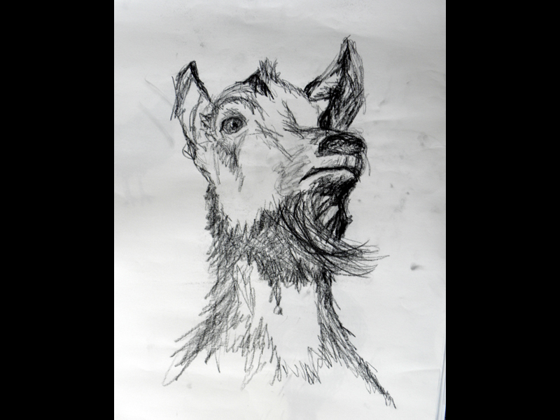Scheten van dieren